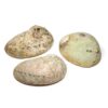 Coquille d'ormeau 11/15 cm , Pierres de Lumière, tarots, lithothérapie, bien-être, ésotérisme, oracles, livres, librairie, pendules, pierres roulées