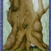 L'oracle de la sagesse des arbres , Lumière, tarots, lithothérapie, bien-être, ésotérisme, oracles, livres, librairie, pendules, pierres roulées