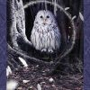 L'Oracle des êtres Fantastiques