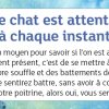 La petite boîte pour devenir sage et heureux comme un chat