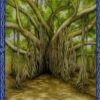 L'oracle de la sagesse des arbres , Lumière, tarots, lithothérapie, bien-être, ésotérisme, oracles, livres, librairie, pendules, pierres roulées