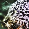 Esprit animal , Lumière, tarots, lithothérapie, bien-être, ésotérisme, oracles, livres, librairie, pendules, pierres roulées