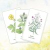 Messages des plantes sauvages : Quand votre tirage devient cueillette - Pierres de Lumière