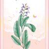 Le Coffret des plantes - Pierres de Lumière