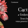 Mon oracle de poche : Langage des fleurs : Laissez la nature vous apporter du réconfort - Pierres de Lumière