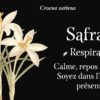Mon oracle de poche : Langage des fleurs : Laissez la nature vous apporter du réconfort - Pierres de Lumière