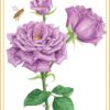 L'Oracle des Roses Médecine - Pierres de Lumière