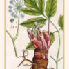 Plantes guérisseuses : 50 cartes botaniques illustrées par la pionnière de l'herboristerie Elizabeth Blackwell - Pierres de Lumière