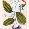 Plantes guérisseuses : 50 cartes botaniques illustrées par la pionnière de l'herboristerie Elizabeth Blackwell - Pierres de Lumière