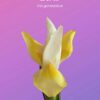 Oracle des Fleurs : 36 cartes pour créer chaque jour son bouquet d'intentions - Pierres de Lumière