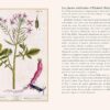 Plantes guérisseuses : 50 cartes botaniques illustrées par la pionnière de l'herboristerie Elizabeth Blackwell - Pierres de Lumière